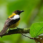 White-winged Shrike-Tanager / Lanio versicolor