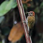 Choco Woodpecker / Veniliornis chocoensis