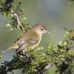 Пеночковый виреон / Vireo bellii