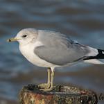 Сизая чайка / Larus canus