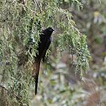 Тонкоклювый скворец / Onychognathus tenuirostris