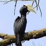 Чёрная птица-носорог / Anthracoceros malayanus