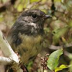 Black Robin / Petroica traversi