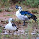 Шишконосая утка / Sarkidiornis sylvicola