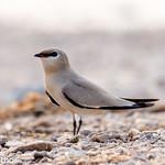 Small Pratincole / Glareola lactea