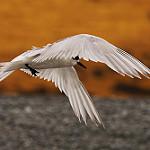 White-fronted Tern / Sterna striata