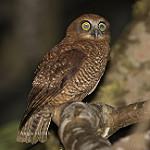 Рождественская иглоногая сова / Ninox natalis
