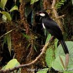 Black Solitaire / Entomodestes coracinus