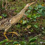 Pinnated Bittern / Botaurus pinnatus