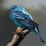 Spangled Cotinga / Cotinga cayana