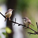 Краснокрылая приния / Prinia erythroptera