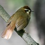 White-browed Laughingthrush / Pterorhinus sannio