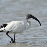 Священный ибис / Threskiornis aethiopicus