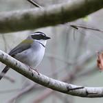 Arremon nigriceps