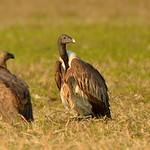 Slender-billed Vulture / Gyps tenuirostris