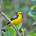 Белолицая канделита / Myioborus ornatus