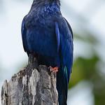 Лазурный широкорот / Eurystomus azureus