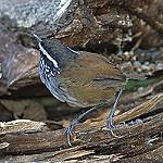 Grey-breasted Wood Wren / Henicorhina leucophrys