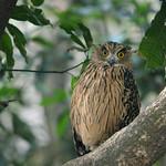 Tawny Fish Owl / Ketupa flavipes