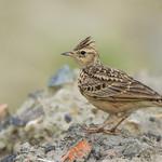 Oriental Skylark / Alauda gulgula