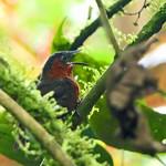 Northern Chestnut-breasted Wren / Cyphorhinus dichrous