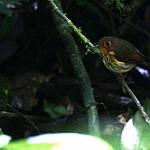 Ochre-breasted Antpitta / Grallaricula flavirostris