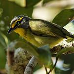 Серошапочный сорокопутовый виреон / Vireolanius leucotis