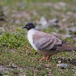 Snow Pigeon / Columba leuconota