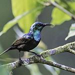 Anjouan Sunbird / Cinnyris comorensis