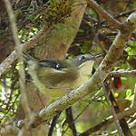 Scrubtit / Acanthornis magna