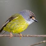 Pale-yellow Robin / Tregellasia capito