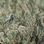 Перуанский конёк / Anthus peruvianus