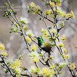 Neergaard's Sunbird / Cinnyris neergaardi