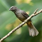 Saltator grandis