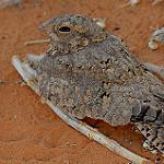 Буланый козодой / Caprimulgus aegyptius