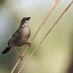 Свистящая цистикола / Cisticola lateralis