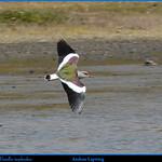 Andean Lapwing / Vanellus resplendens