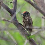 Spotted Piculet / Picumnus pygmaeus