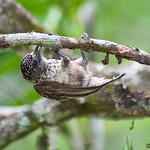 Arrowhead Piculet / Picumnus minutissimus