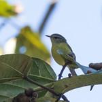 Тиморская пеночка / Phylloscopus presbytes