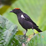 Scarlet-browed Tanager / Heterospingus xanthopygius