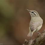 Тонкоклювая пеночка / Phylloscopus tytleri