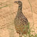 Акациевый франколин / Scleroptila gutturalis
