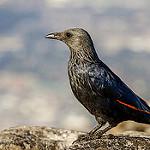 Вануатский скворец / Aplonis santovestris