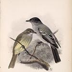 Choco Sirystes / Sirystes albogriseus