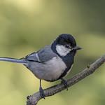 Серая синица / Parus cinereus