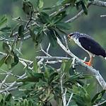 White-browed Hawk / Leucopternis kuhli
