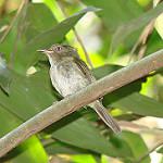 Long-crested Pygmy Tyrant / Lophotriccus eulophotes