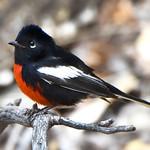 Белокрылая канделита / Myioborus pictus