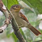 Рыжекрылый филидор / Dendroma erythroptera